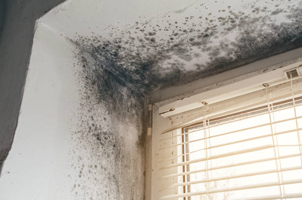 Affordable Crawl Space Mold Removal solutions in Broadway, VA